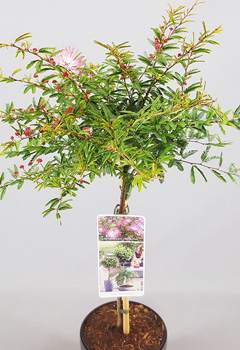 Calliandra sur. 'Dixie Pink'