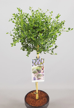 Acer palm 'Dissectum'