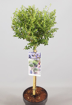 Ceanothus 'Puget Blue'