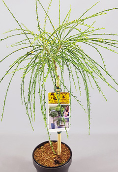 Cytisus 'Golden Tears'