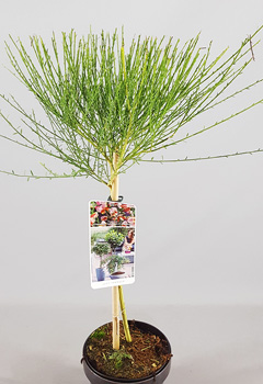 Cytisus 'Johnsons Crimson'