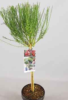 Cytisus 'Killiney Red'