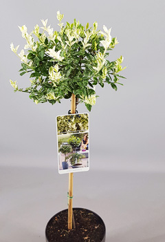 Euonymus fort. 'Harlequin'