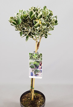 Euonymus jap 'Kathy'&reg;