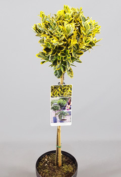 Euonymus jap. 'Marieke'