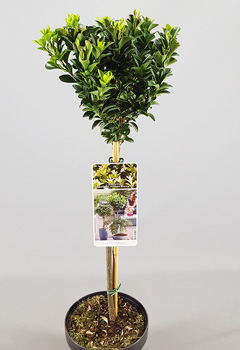 Euonymus jap. 'Paloma Blanca'&reg;