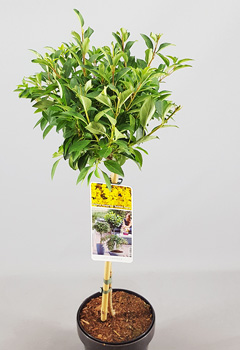 Forsythia interm. 'Weekend'