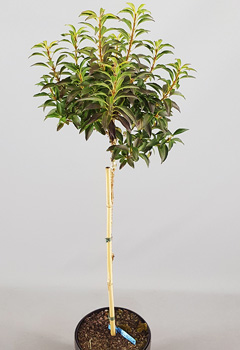 Forsythia 'Nimbus'&reg;