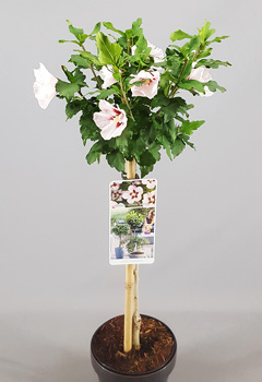 Hibiscus syr. Hamabo