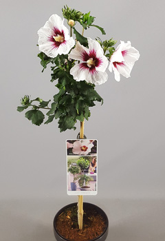 Hibiscus syr. 'Red Heart'