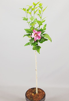 Hibiscus syr. 'Woodbridge'