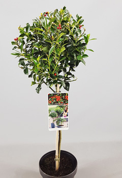 Ilex aquif. 'Alaska' (2jr)