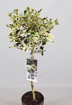 Ilex aquif. 'Argenteomarginata'