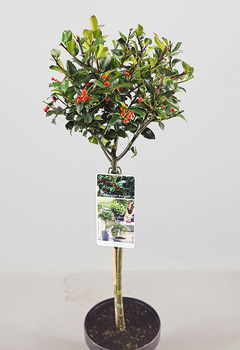 Ilex meserveae 'Blue Maid' (2jr)