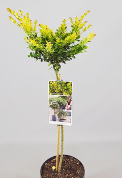 Ilex cren. 'Golden Gem'