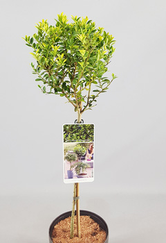 Ilex cren. 'Green Hedge'