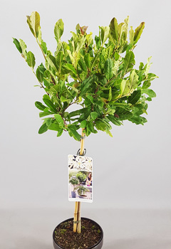 Magnolia Stellata (2jr)