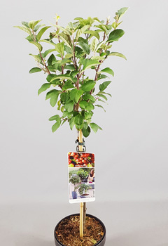 Malus 'Evereste'