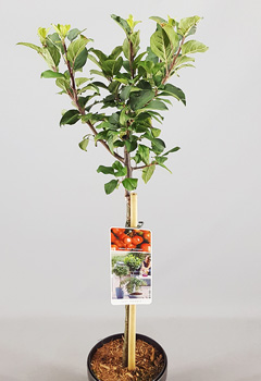 Malus 'Red Sentinel'