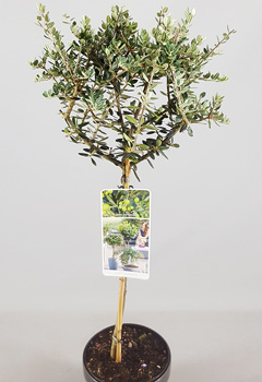Olea europea