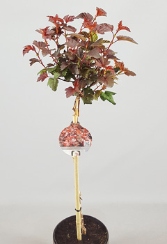 Physocarpus opu. 'Lady in Red'