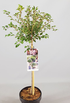 Prunus fr. 'Kojou-no-mai'