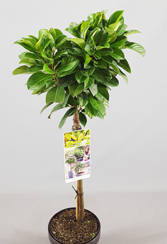 Prunus laur. 'Etna'&reg; (2jr)