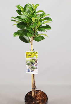 Prunus laur. 'Etna'&reg;