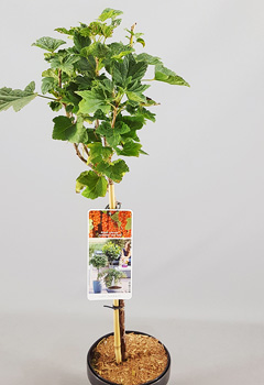 Ribes rubrum 'Jonkheer van Tets'