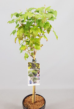 Ribes nigrum 'Titania'
