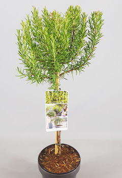 Rosmarinus officinalis