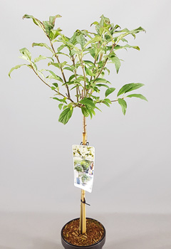 Syringa v. 'Agnes Smith'