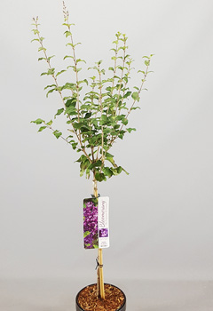 Syringa 'Dark Purple'&reg;