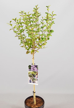 Syringa meyeri 'Palibin'