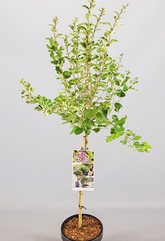 Syringa 'Pink Perfume'&reg;