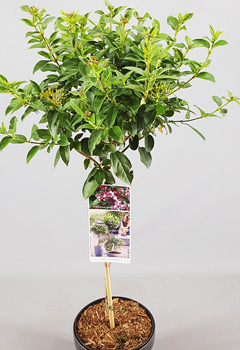 Viburnum tinus 'Eve Price'