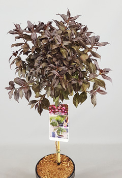 Weigela florida 'Minor Black'&reg;