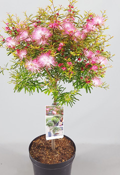 Calliandra 'Surinamensis'