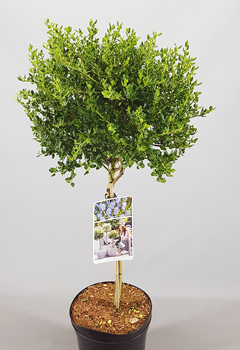 Ceanothus impressus 'Victoria'