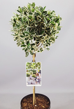 Euonymus jap. 'Kathy'&reg;