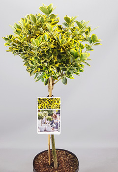 Euonymus jap. 'Marieke'