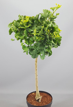 Ginkgo biloba 'Mariken'