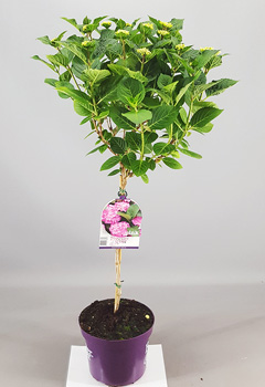 Hydrangea 'Forever & Ever Pink'