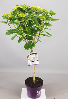 Hydrangea Forever & Ever White