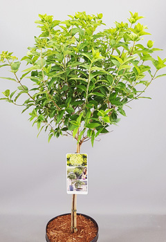 Hydrangea pan. 'Lime Light'&reg;
