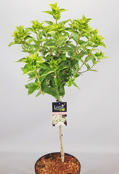 Hydrangea pan. 'Little Lime'&reg;