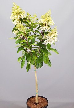 Hydrangea pan. 'Candle Light'