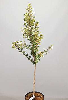 Lagerstoemia 'Milabla'