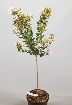 Lagerstoemia 'Milaperle'