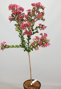 Lagerstoemia 'Milarosso'